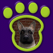 German Shepherd - Silver thumbnail