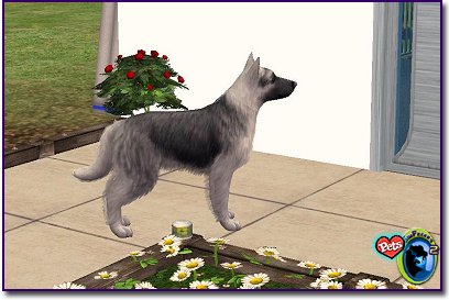 German Shepherd - Silver