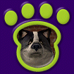 Giant Panda Dog thumbnail