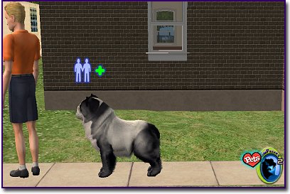 Giant Panda Dog