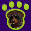 Gordon Setter thumbnail