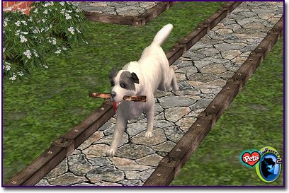 Great Pyrenees - Grey & White