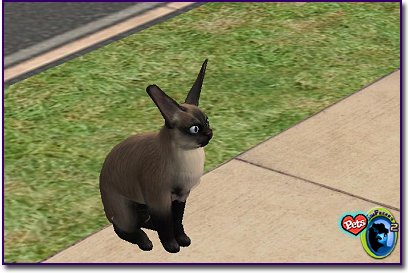 Light-colored cat with dark ears and tail standing outdoors on grass near a sidewalk