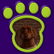 Irish Red Setter thumbnail