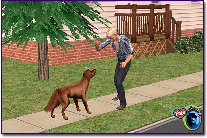 Irish Red Setter