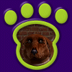 Irish Setter thumbnail
