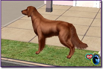 Irish Setter