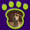 Italian Grey Hound - Fawn thumbnail