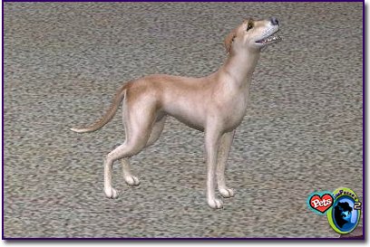 Italian Grey Hound - Fawn