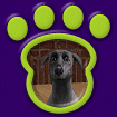 Italian Greyhound - Blue thumbnail