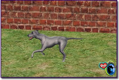 Italian Greyhound - Blue