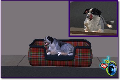Mixed Breed - Huck on a sofa