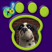 Mixed Large Dog - Grayson thumbnail