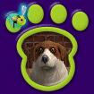 Mixed Small Dog - Jackie thumbnail