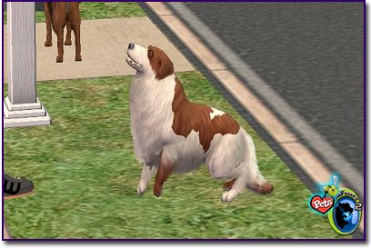 Mixed Small Dog - Jackie