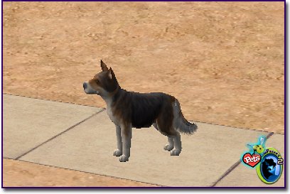 Mixed Small Dog - Sammy