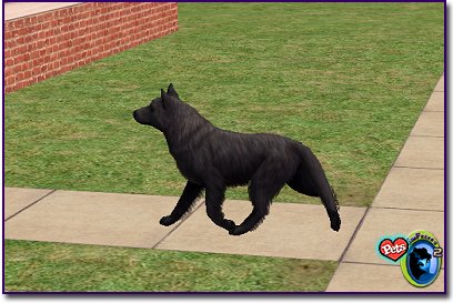 North American Wolf - Black
