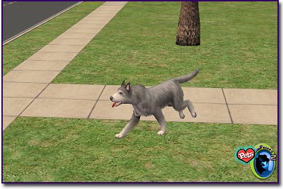 North American Wolf - Silver