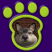 North American Wolf - Smoke thumbnail