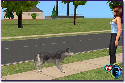 North American Wolf - Smoke