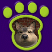 North American Wolf - Tan & Grey thumbnail