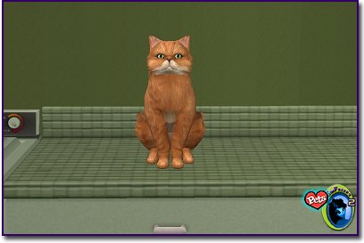 Orange Persian cat sitting calmly indoors on a kitchen counter