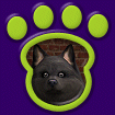 Pomeranian - Black thumbnail