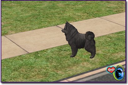 Pomeranian - Black
