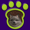 Pomeranian - Blue thumbnail