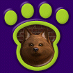 Pomeranian - Brownthumbnail