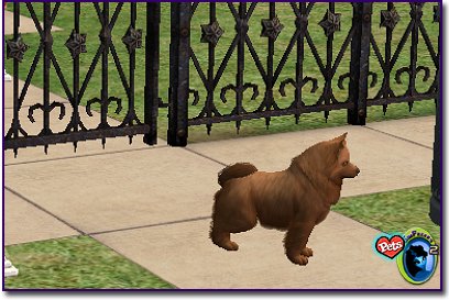 Pomeranian - Brown