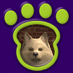 Pomeranian - Cream thumbnail