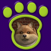 Pomeranian - Sablethumbnail