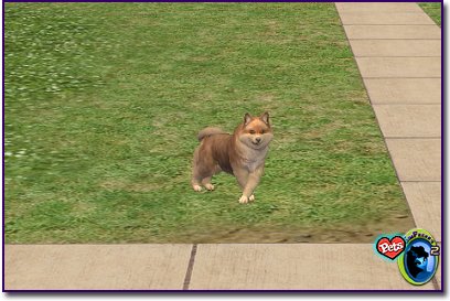 Pomeranian - Sable