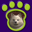 Pomeranian - White thumbnail