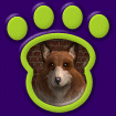 Rough Coat Collie Red & White thumbnail