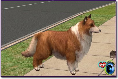 Rough Coat Collie Red & White