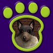 Rough Coat Collie Tri-Colored thumbnail