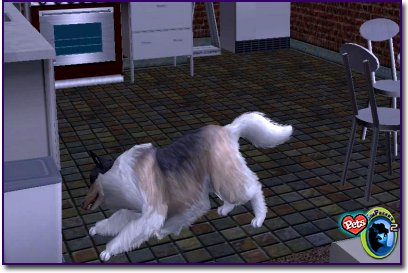 Rough Coat Collie Tri-Colored