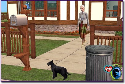 Scottish Terrier - Black waiting for owner to catch up.