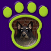 Sheltie - Blue Merle thumbnail