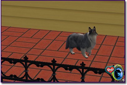 Sheltie - Blue Merle standing on red deck