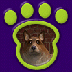 Sheltie - Brown thumbnail