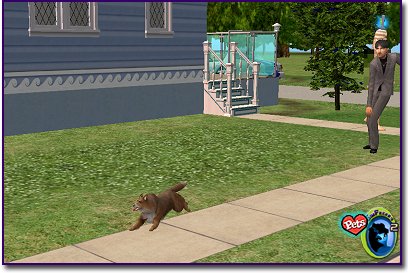 Sheltie - Brown running down sidewalk