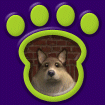Sheltie - Sable thumbnail