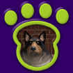Sheltie - Tri-Colored thumbnail