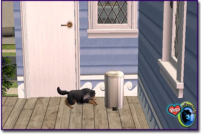 Sheltie - Tri-Colored on front porch