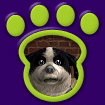 Shih Tzu Black & White thumbnail