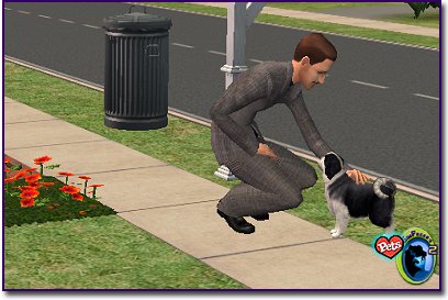 Man squatting down to pet a Black & White Shih Tzu