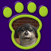 Shih Tzu Blue thumbnail